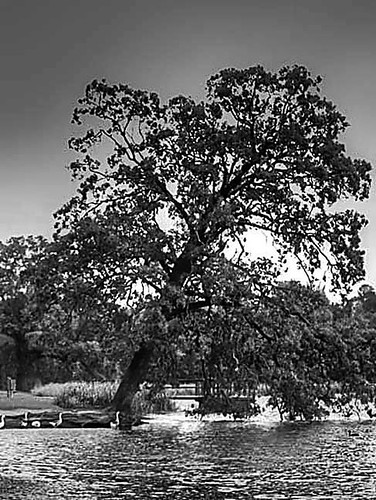 water pond oak texas oaktree springlakepark texarkana