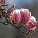 Spring April 2013 Magnolia Blossoms