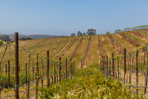 california ca nature canon landscape vineyard unitedstates centralcoast lompoc winecountry canonef24105mmf4lisusm canoneos5dmarkiii babcockwineryandvineyard