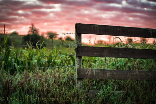 fence sunrise sun goodmorning bright border clouds redsky green field corn tassels hff happyfencefriday fencefriday fenceposts wirefence early sonyalpha99 sony skies sky beyond farming farm wood