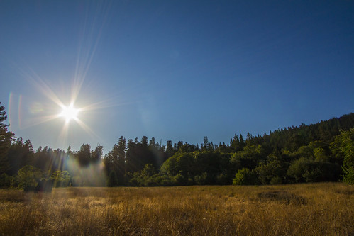 albeecreekcampground california humboldtredwoods unitedstates weott camping sunrays sunrise sunburst sunshine trees