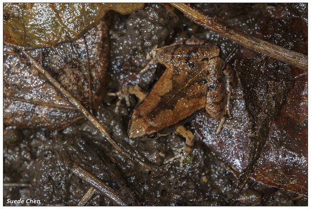 小雨蛙 Microhyla fissipes Boulenger, 1884