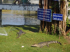 Crocodile Krokodil Bung Chawak Suphanburi Province