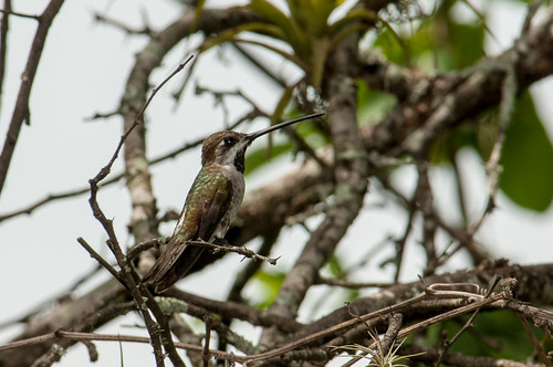 birds animals ecuador hummingbirds loja animalia vertebrates trochilidae longbilledstarthroat heliomasterlongirostris