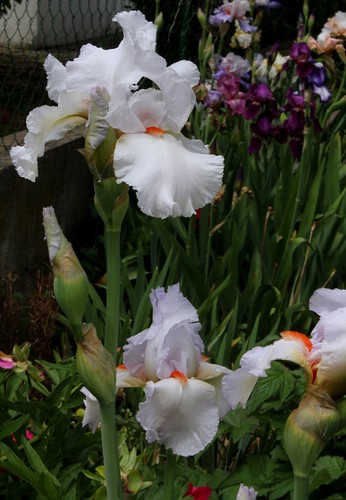  Nos Iris : floraisons 2012 - Page 2 8664518135_9efacb45e9