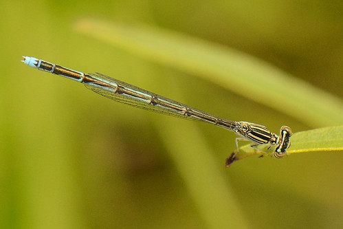 illinois paxtonrailroadprairie bluets damselfly doublestripedbluet insect