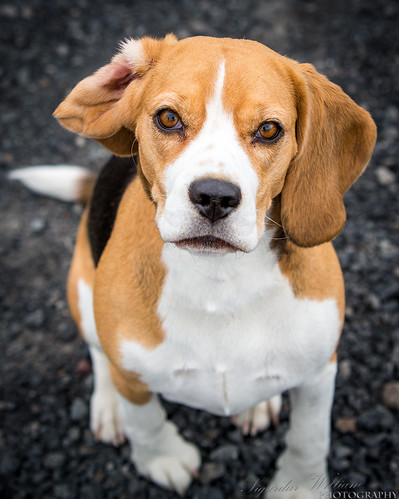 portrait dog pet white cute beagle look animal closeup outside mammal outdoors one looking view outdoor side details watch profile tan hound adorable canine single looks feed breed beg domesticated lovable canidae