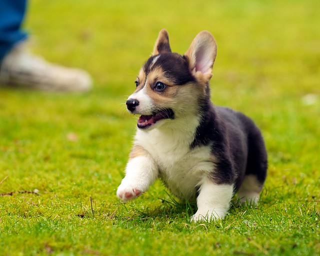 Corgi Puppies 28 | Explore evocateur's photos on Flickr. evo… | Flickr ...