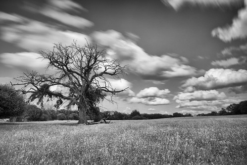 white black tree clouds canon pose vent eos daylight long exposure wind nb stop ten 5d nuages tamron arbre haida longue 1735 f284 nd1000 nd30