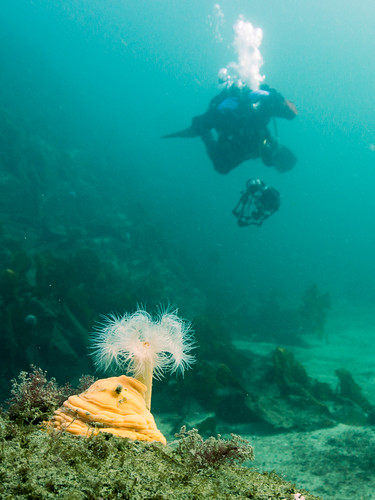 nature norway diving seaanemone hitra plumoseanemone olympusomdem5 olympusmzuiko1250mmf3563 actinid metridiumsp