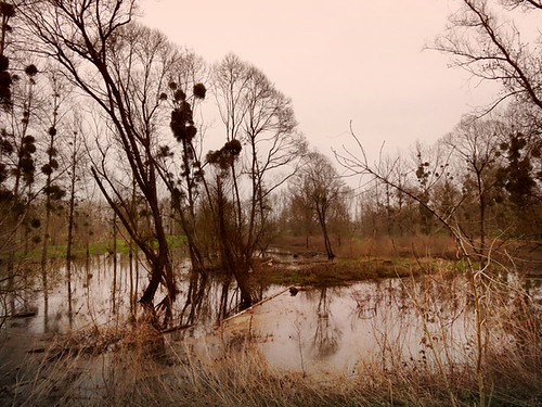 trees france reflection river landscape pond flooding flood paysage anjou boires laloire décrue