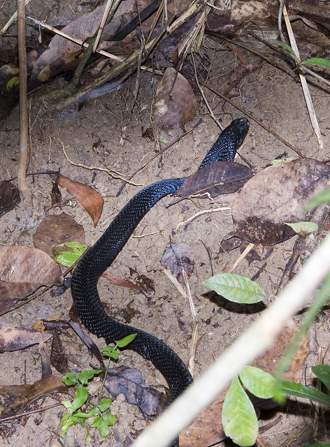 Equatorial spitting cobra (Naja sumatrana)