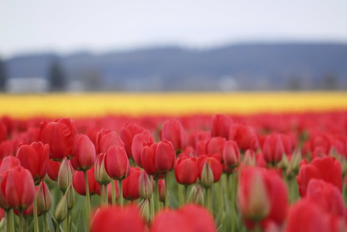 red yellow tulips skagitvalley tulipfestival roozengaarde tulipfields nearmountvernonwa