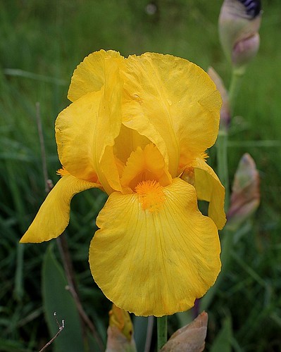 Iris - floraisons 2011 - Page 3 8665492861_e3e3445e8b