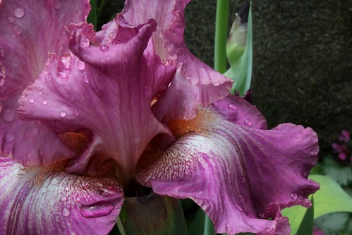  Nos Iris : floraisons 2012 - Page 2 8665578486_960bc179aa