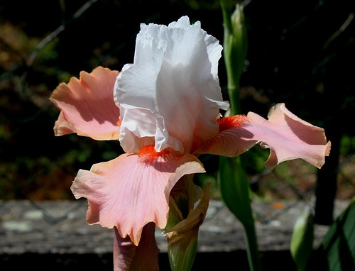  Nos Iris : floraisons 2012 - Page 2 8665668610_e6b99ccbae
