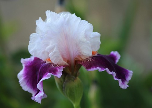 Iris - floraisons 2011 - Page 2 8665672122_f55eef1b4e