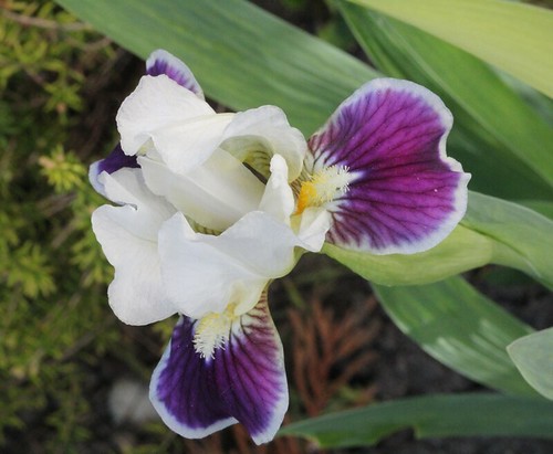 Iris - floraisons 2011 8666744154_23fe848202