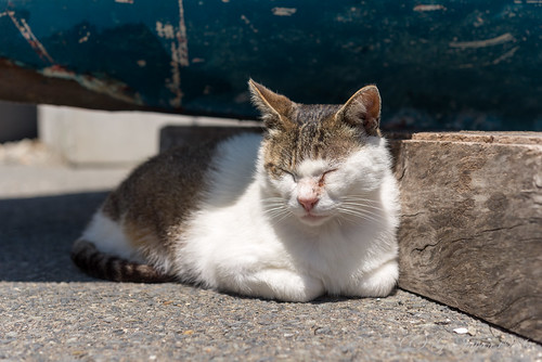 2016 ネコ 動物 宮城県 東北地方 田代島 石巻市 離島 日本 nikond610 island tashirojima japan miyagi animal cat