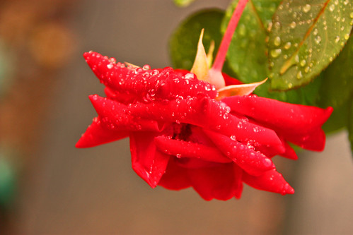 brazil rose brasil rosa dew vermelha pernambuco sertão orvalho ipubi