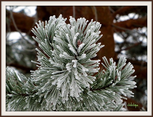 brown white tree green nature beauty pine frost hoarfrost needles bough nigadoo theperfectphotographer