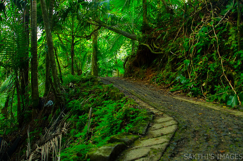rain forest puerto el rico trail yunque