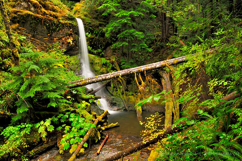 autumn green fall water creek waterfall stream plunge giffordpinchot washingon coppercreekfalls