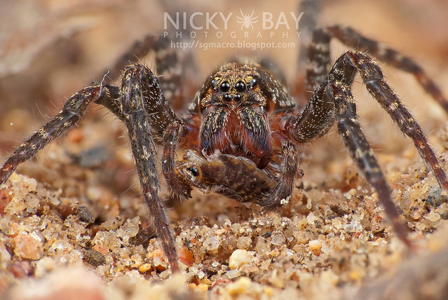 Wandering Spider (Ctenidae) - DSC_9516