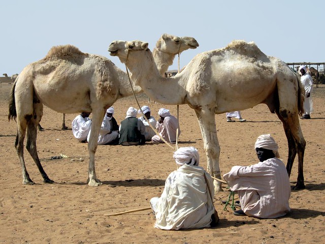 Camels For Sale