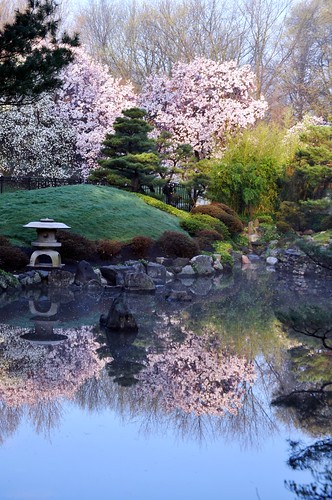 flowers house japanese spring pond sakura blooms