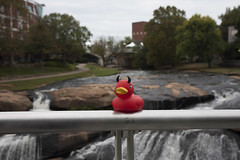 Duckie at Falls Park