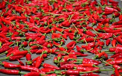 chili pepper

pimenta-malagueta