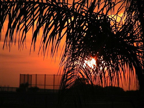 sunset black orange palm tree florida loxahatchee fl