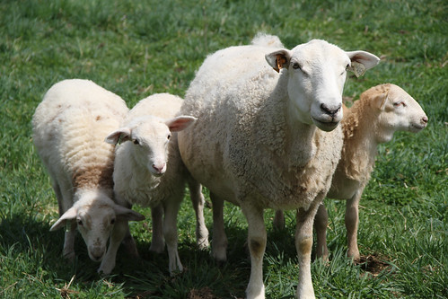 hair spring sheep pasture april lambs triplets katahdin ewe