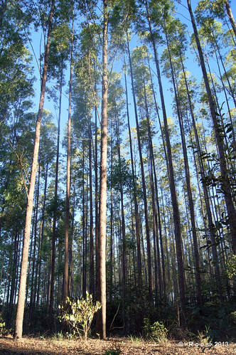 eucalyptus alpha “ project” trees” a wood” forest” rain” “forest “sony system” “wood plantation” charcoal” test” management” education” “vegetable research” forestequipment “planted “environmental “eucalyptus “canopy “forest” canopy” flux” nutrition” “charcoal” “fauna farmer” footprint” “flora “eddy “bioenergy” “biomass” “arcelormittal” “arcelormittal bioenergy” productivity” “plantation” “fsc” drying” “thining” “seeds” entomology” “insects” 55v” “ipef” “exclusion “techs “clonal “sprouting using” “sampling “agrosilvopasture bioforest” globulus” “techs” “sifufv” “ufv”