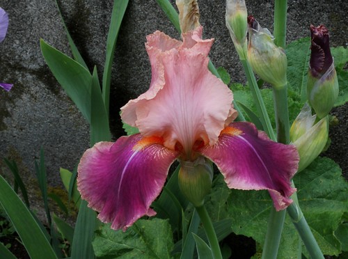  Nos Iris : floraisons 2012 - Page 2 8665579576_cb2b368cb9