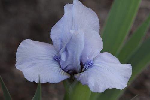 Iris - floraisons 2011 8665628919_a749a5c284