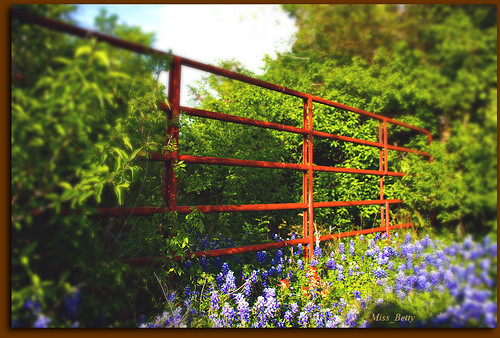 flowers blue nature landscape spring gate texas tx fences wildflowers ennis bluebonnets 2013