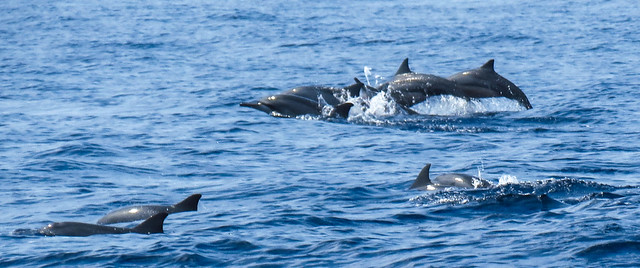 Dolphin Spotting Cruise + Transfer + Snacks & Drinks