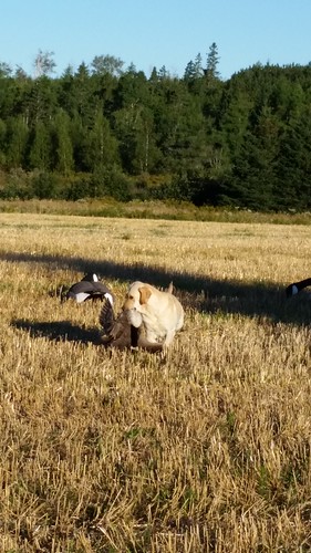 Jaxx goose hunting