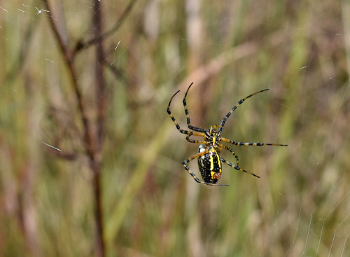 bandedgardenspider argiopetrifasciata araneidae folklorevillage iowacounty wisconsin prairies spiders september