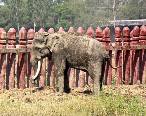 hanging outside of the restored royal elephant kraal