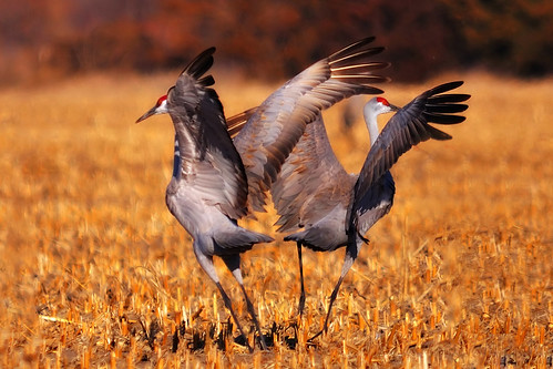 nature birds nikon nebraska crane wildlife sigma migration 500mm sandhill orton d90 150500mm
