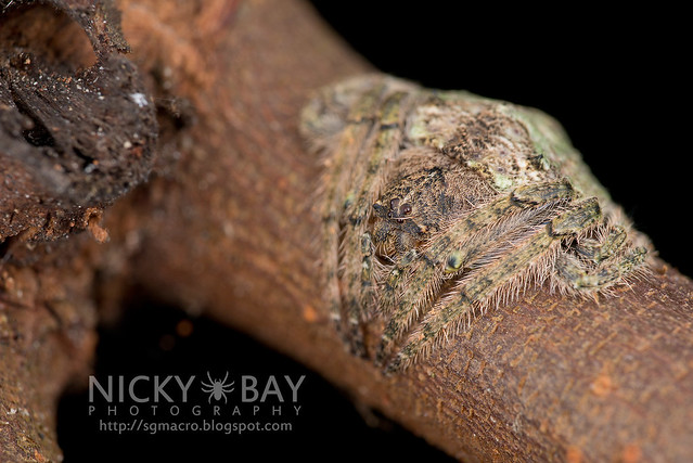 Wrap-Around Spider (Talthybia sp.) - DSC_0864