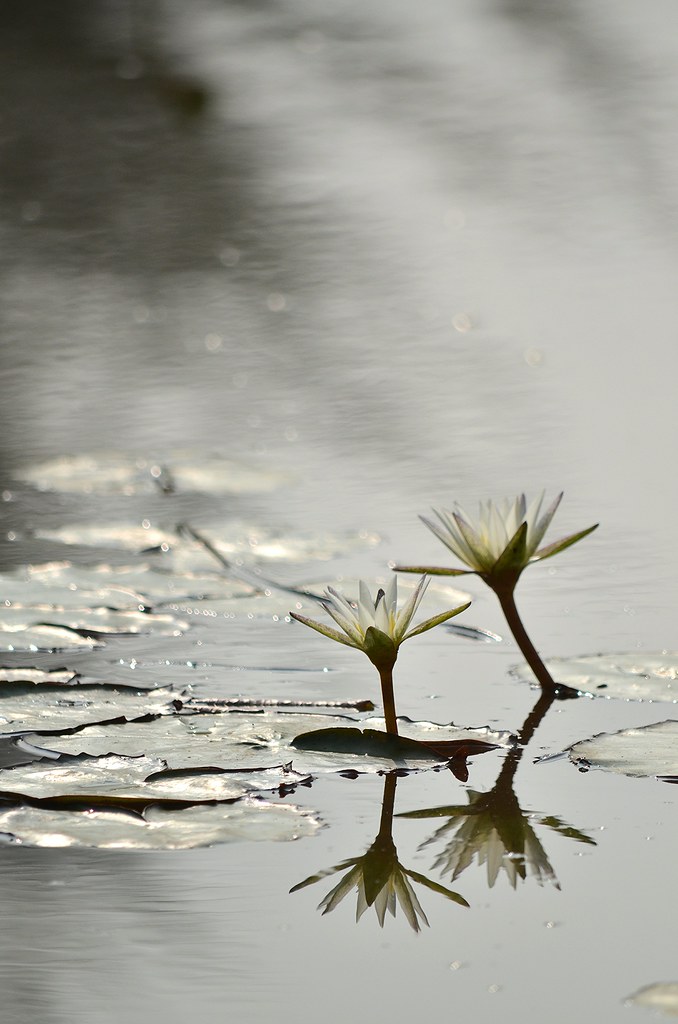 Payah Indah Wetlands 巴雅英达湿地公园