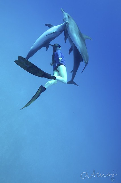 Bimini Dolphin Swim - 2013 week 2