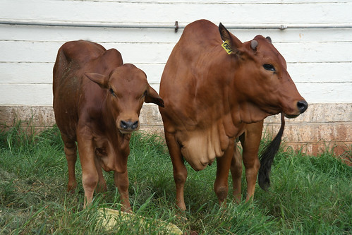 ILRI research on biotechnology to fight a major disease threat to cattle and people in Africa