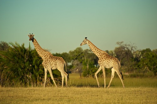 africa southafrica delta christian safari afrika giraffe botswana flyin okavango selfdrive pompomcamp südafrika baltrusch