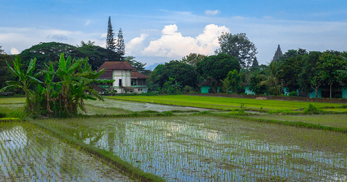blue sony a77 java indonesia southeastasia rice ricefield ricepaddy paddies terraced terrace cloud clouds agriculture agricultural house architecture green temple parambanan prambanan