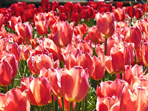 flowers red nature field garden landscape botanical spring dof tulips bright bokeh sunny blooming rosy airliegardens enmasse bokehlicious